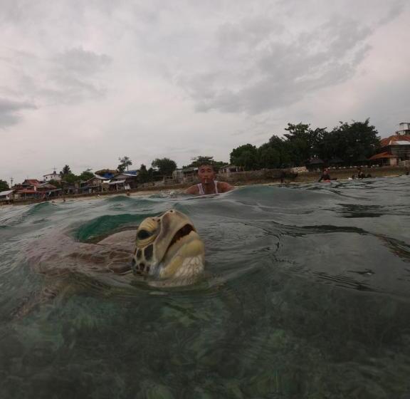 پانسیون Moalboal Indino S Guesthouse Sardines Run And Sea Turtle 1 Minute Walking Distance