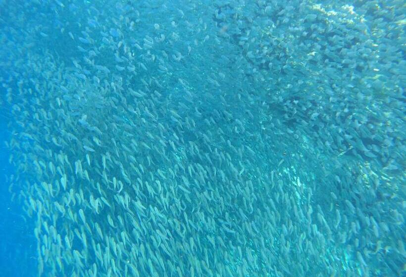 پانسیون Moalboal Indino S Guesthouse Sardines Run And Sea Turtle 1 Minute Walking Distance