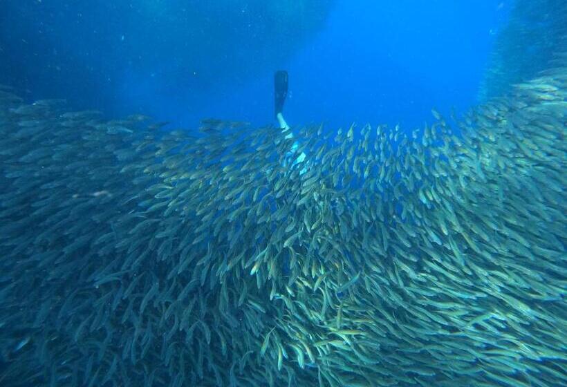 پانسیون Moalboal Indino S Guesthouse Sardines Run And Sea Turtle 1 Minute Walking Distance