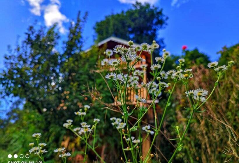 膳宿费 The Tree Top Treehouse Jibhi
