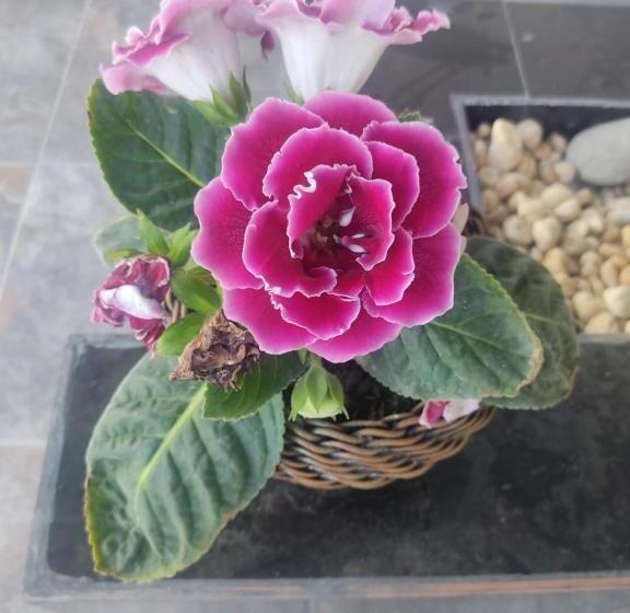 住宿加早餐  Casa Hotel El Encanto De Carmen