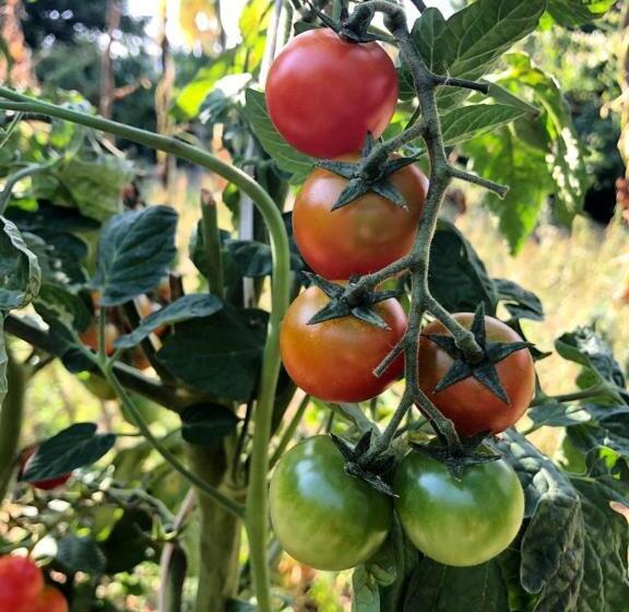 ペンション Casa Da Costeira