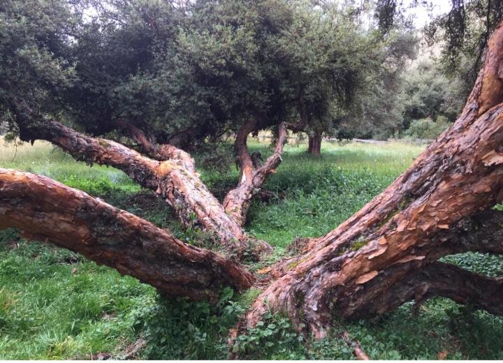 פנסיון El Andarin Home Stay