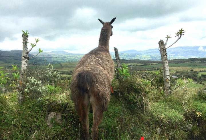 פנסיון El Andarin Home Stay