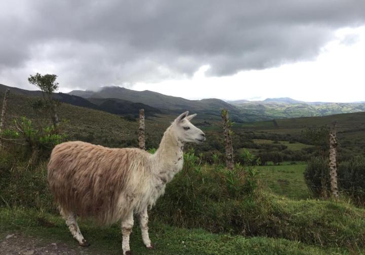 بنسيون El Andarin Home Stay