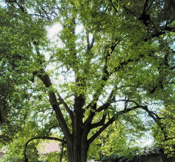 酒店 Kloster Drübeck