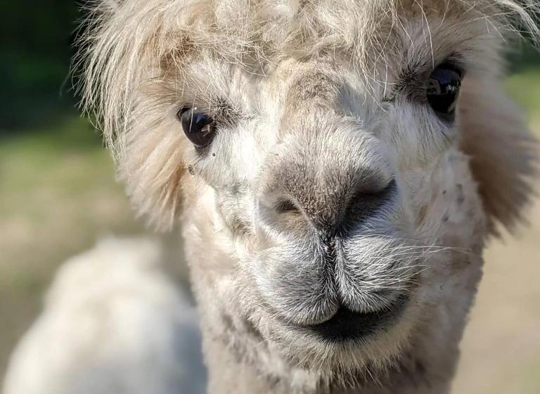 בית מלון כפרי La Bêle & Toile