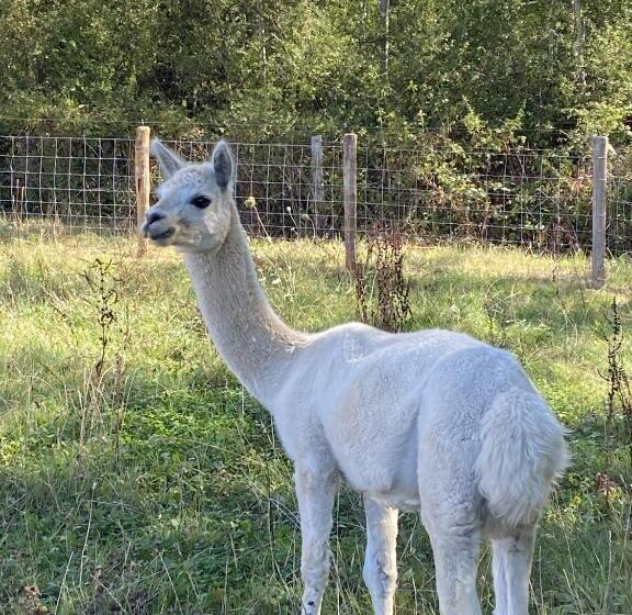 בית מלון כפרי La Bêle & Toile