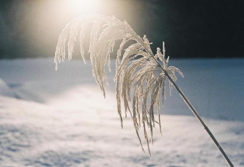 فندق Pension Folklore
