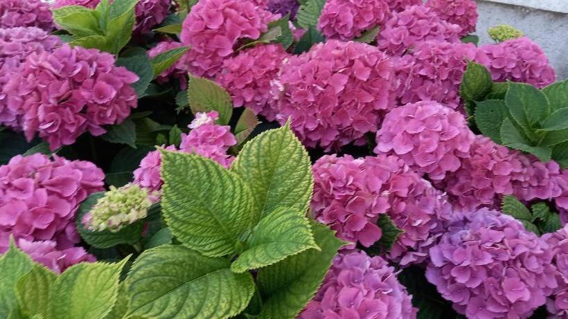 بنسيون Corte Toffoletti