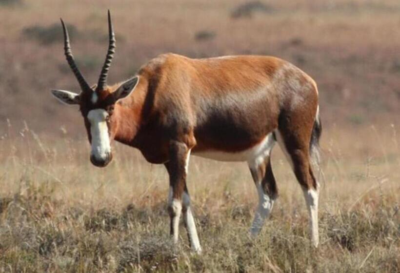 Курорт Kingdom Game Ranch