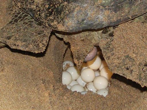 Bed and Breakfast Seagulls Garden Cabanas