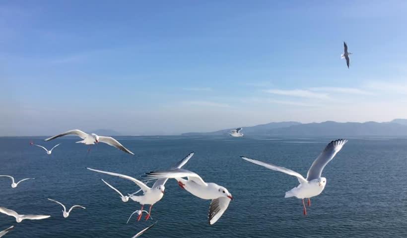 Bed and Breakfast Seagulls Garden Cabanas