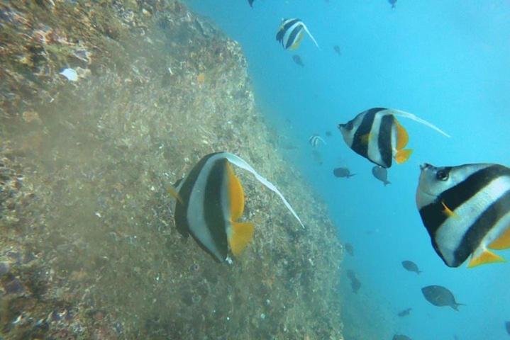 Bed and Breakfast Seagulls Garden Cabanas