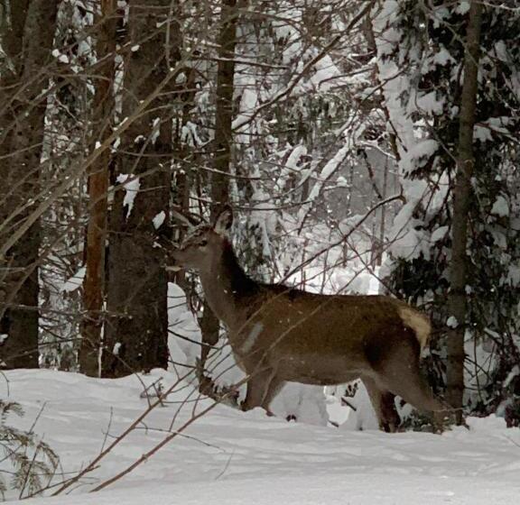 Hotelli горизонт