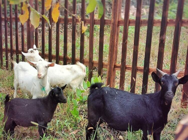 ホテル Dusit Thani Mogan Mountain