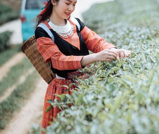 هتل Vigolando Van Ho Resort