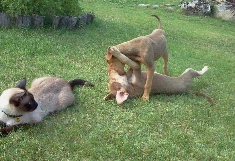 Iliada Hotel Kaz Daglari