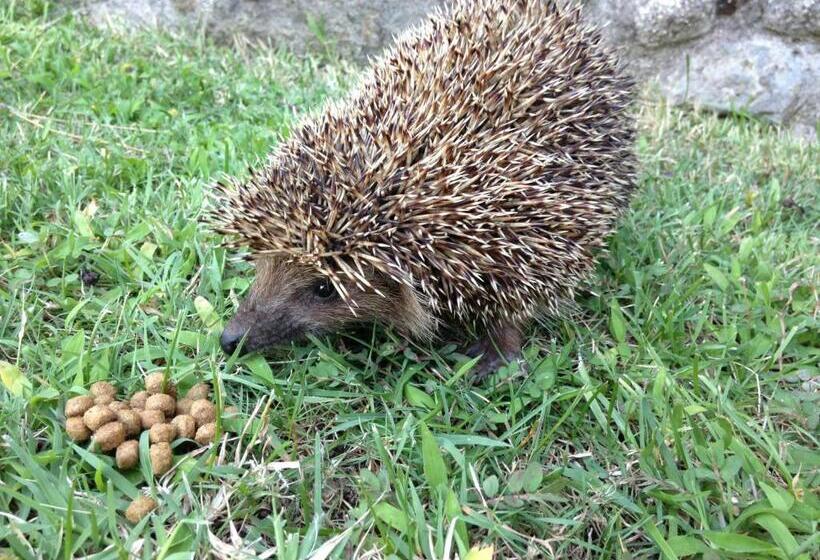 Iliada Hotel Kaz Daglari