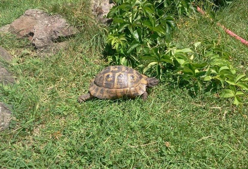 Iliada Hotel Kaz Daglari