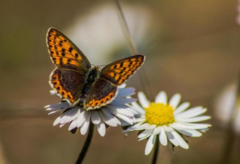 Iliada Hotel Kaz Daglari
