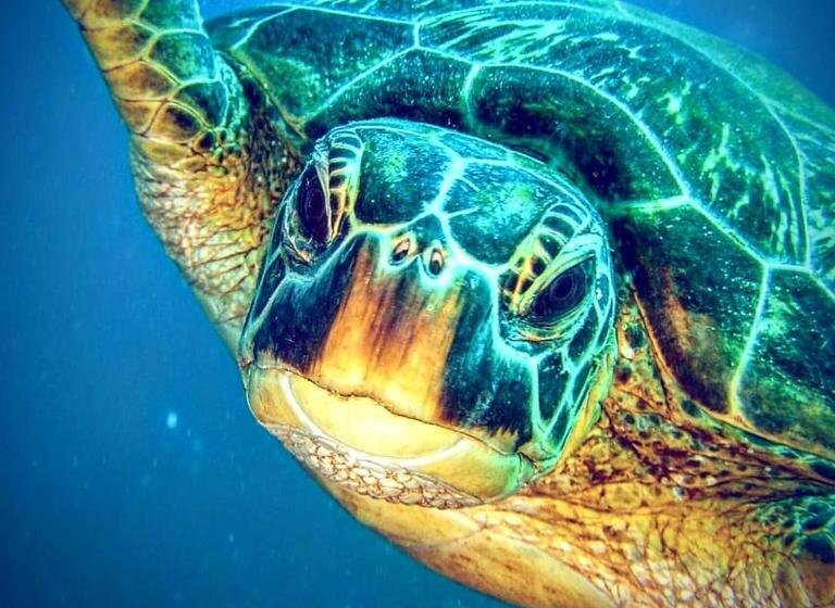 هاستل Gaja Go Dive & Inn