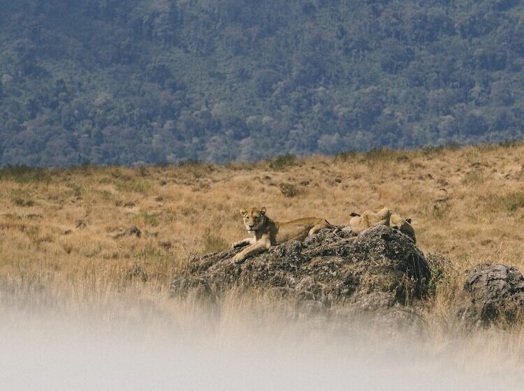 ホテル Ngorongoro Lodge Member of Meliá Collection