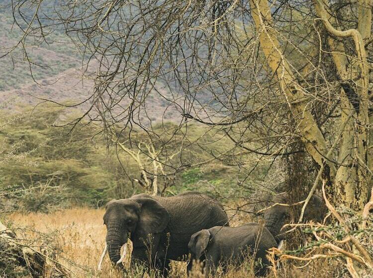ホテル Ngorongoro Lodge Member of Meliá Collection