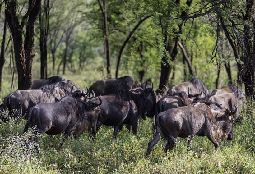 ホテル Ngorongoro Lodge Member of Meliá Collection
