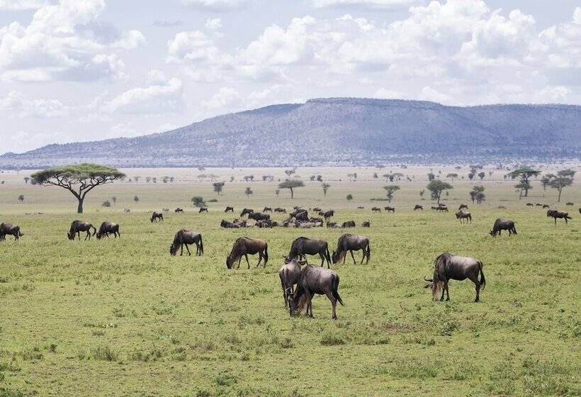 ホテル Ngorongoro Lodge Member of Meliá Collection