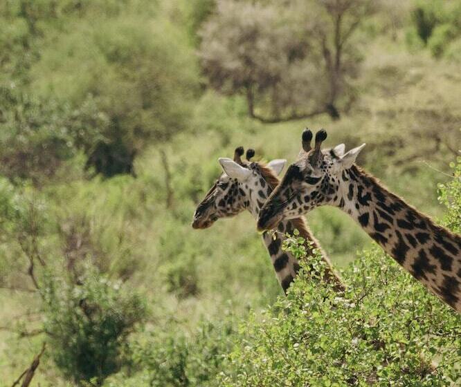 ホテル Ngorongoro Lodge Member of Meliá Collection