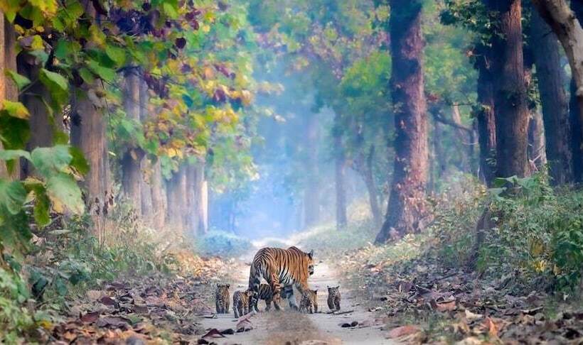 فندق Dtr Jungle Hideaways