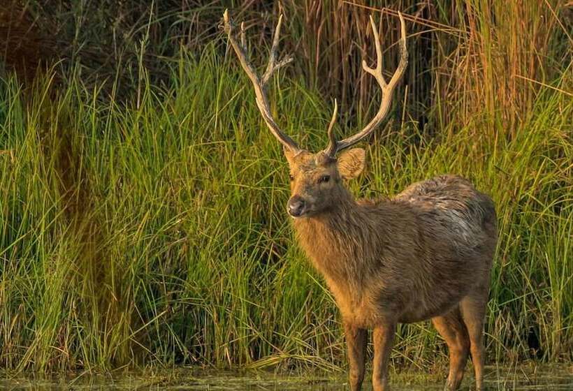 فندق Dtr Jungle Hideaways