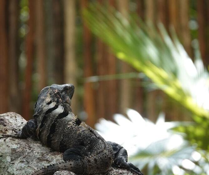 酒店 Treehouse Tulum H2ojos