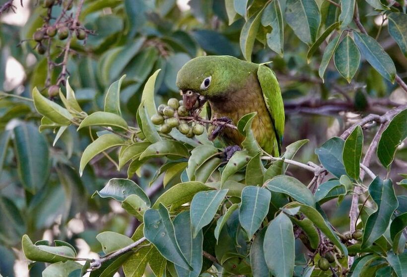 酒店 Treehouse Tulum H2ojos