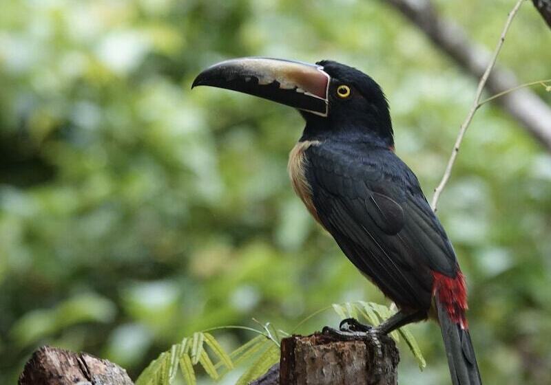 酒店 Treehouse Tulum H2ojos