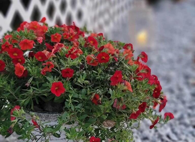 Moonlight Manor Bed And Breakfast