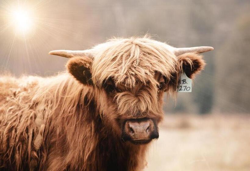 بنسيون Sambar Hills  Kings #3