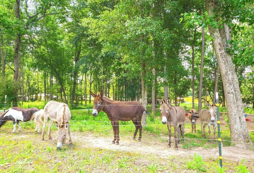 Waterfront Benson Retreat: Rescue Farm W/ A Lake!