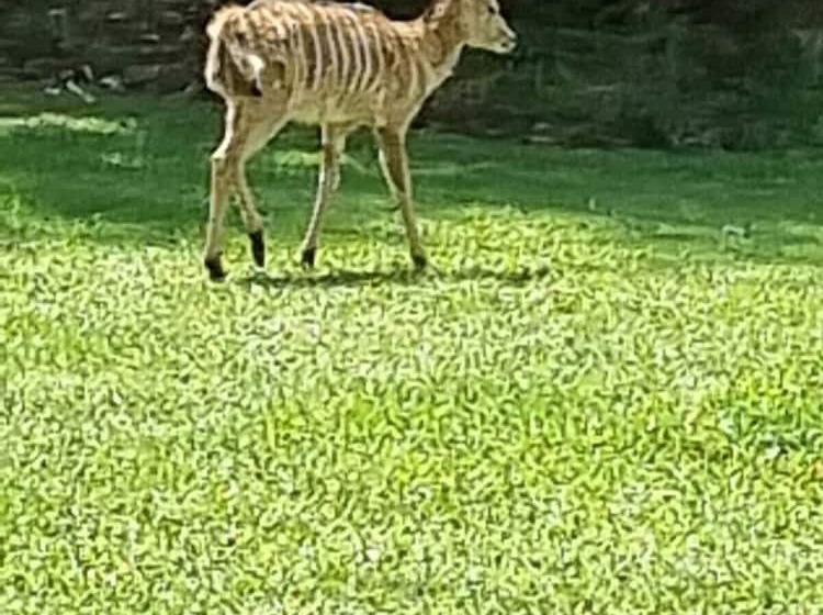 酒店 Deo Volente Country Estate