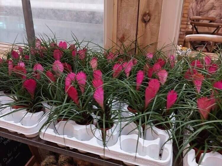 Резиденция Immaculate 3 Bed House In Durham Near Sedgefield