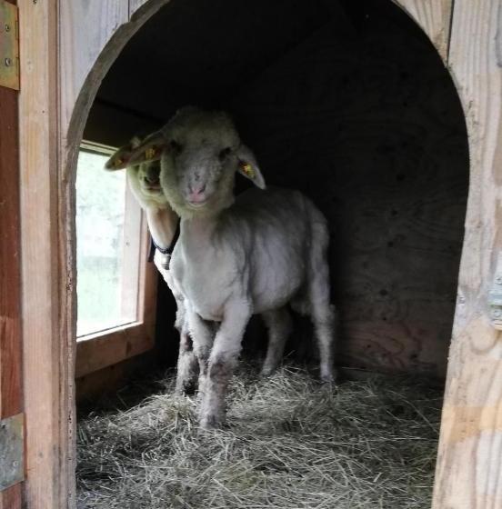 酒店 Berghaus Koglmoos