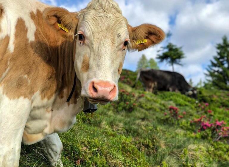 酒店 Berghaus Koglmoos