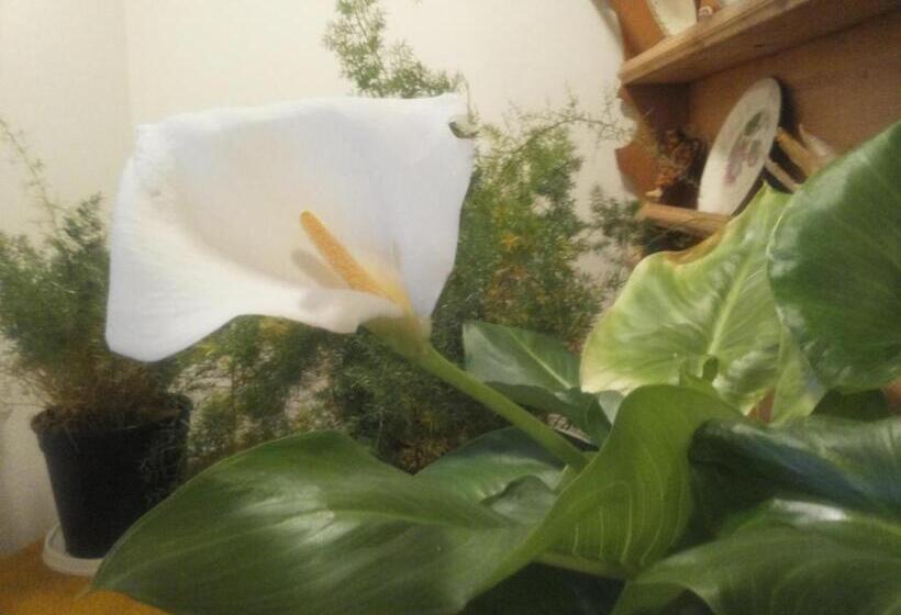 酒店 Berghaus Koglmoos