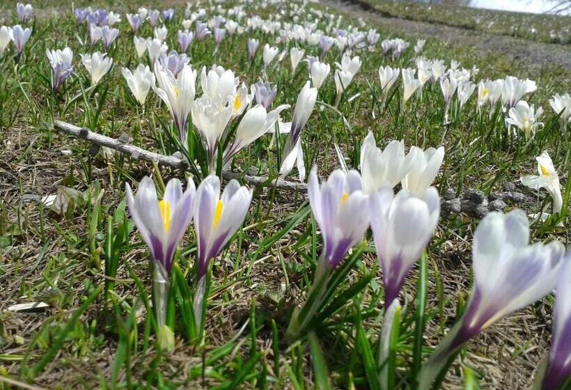 فندق Gästehaus Bärwald