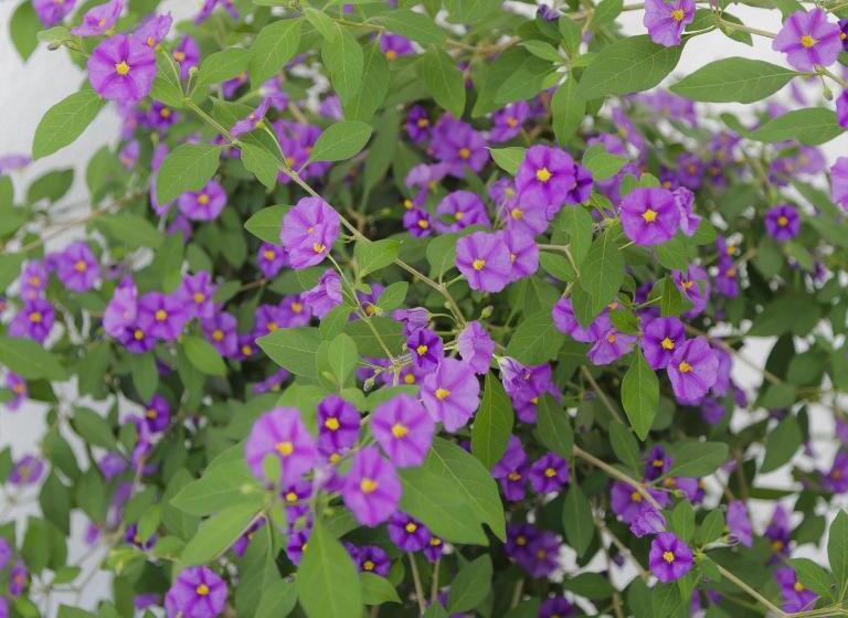 ホテル Pension Waldesruh