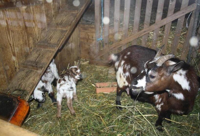 ホテル Restaurant Schönau