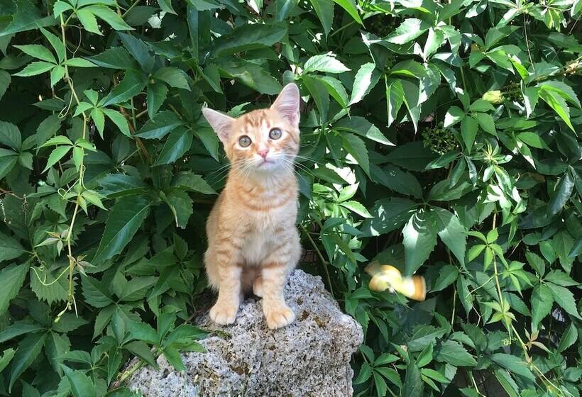 فندق Roter Ochsen