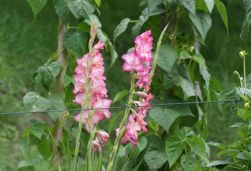 ホテル Pension Waldesruh