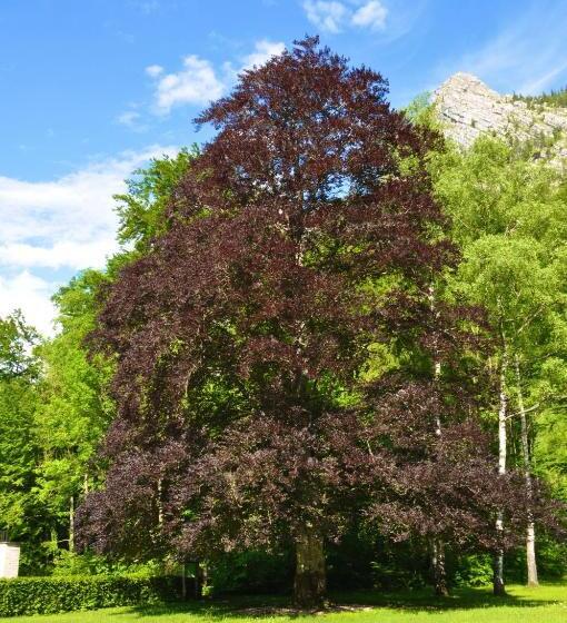 See Hotel Post Am Attersee
